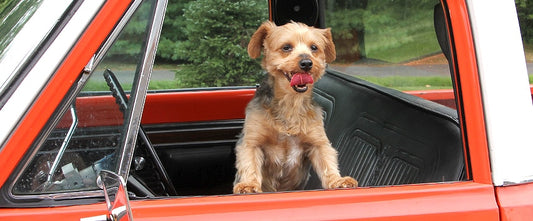 Watson in Truck